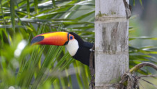 P&G is partnering with NGOs to restore, protect and improve habitats including the Atlantic Forest. Image: WWF US/ Adriano Gambarini